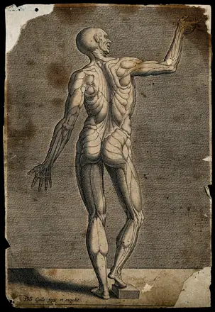 An écorché, seen from the back. Engraving by Philip Galle. — Unknown artist