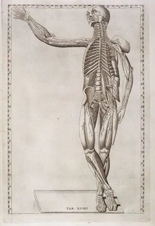 Tab. XVIII, standing ecorche — Unknown artist