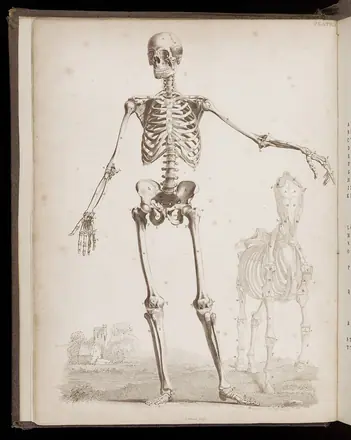 Male skeleton with horse Wellcome L0048590 — Bernhard Siegfried Albinus / George Stubbs