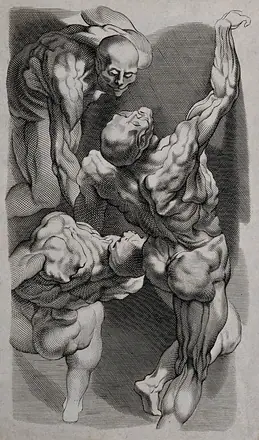 Three écorché male figures. Engraving. — Unknown artist