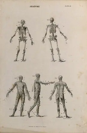 Two skeletons and three écorché figures. Engraving by Gray & Son, after Albinus, 1830/1850 (?). — Unknown artist