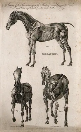 Écorché horse: three views. Line engraving by J. Wooding, 1790. — Unknown artist