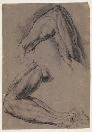 Anatomisk studie (écorché). To studier af en mands flåede, venstre arm — Willem Panneels