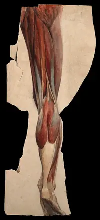 Muscles and tendons of the leg and foot, back view: écorché figure. Watercolour, 18--(?). — Unknown artist
