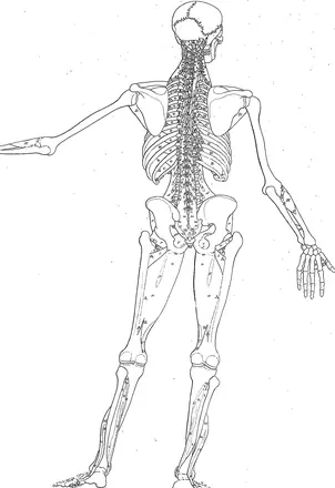 Tables of the skeleton and muscles of the human body, by Bernard Siegfried Albinus Fleuron T099015-24 — Albinus, Bernhard Siegfried