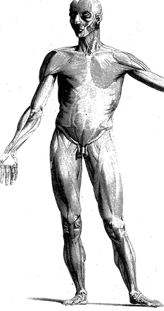 Tables of the skeleton and muscles of the human body, by Bernard Siegfried Albinus Fleuron T099015-12 — Albinus, Bernhard Siegfried