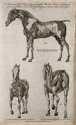 Écorché horse: three views. Line engraving by Taylor, 1790. — Unknown artist