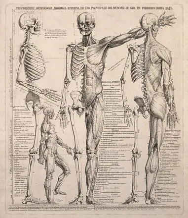 Skeletons and écorché figures in various positions, with proportions marked. Line engraving by G.F. Ferrero, 1845. — Unknown artist