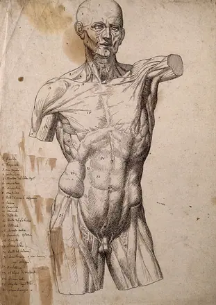 An écorché of a male torso and head, seen from the front. Pen and ink drawing. — Unknown artist