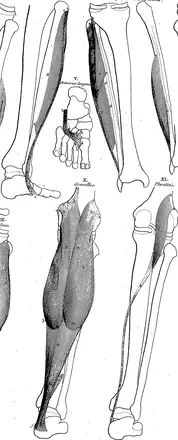 Tables of the skeleton and muscles of the human body, by Bernard Siegfried Albinus Fleuron T099015-52 — Albinus, Bernhard Siegfried