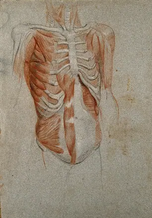 Écorché figure, showing the bones and muscles of the thorax. Black and red chalk drawing, by C. Landseer, ca. 1815. — Unknown artist