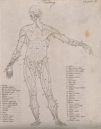 An écorché, seen from the front: diagram showing the outlines of the muscles. Line engraving by Campbell, 1816/1821. — Unknown artist