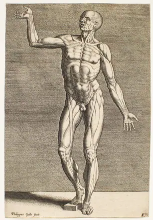 Anatomiske figurer (Instructions et fondements de bien pourtraire) — Philips Galle