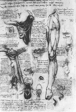 Leonardo da vinci, studi anatomici 1510 — Leonardo da Vinci