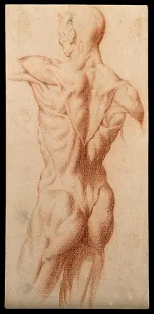 An écorché seen from the back. Red-chalk drawing, 17th century. — Unknown artist