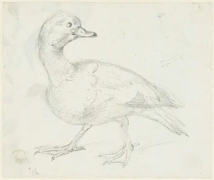Studie van een eend en twee andere vogels — Aert Schouman