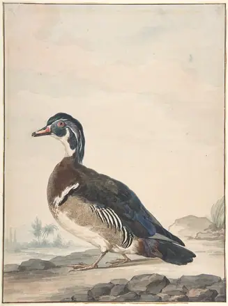 A Duck MET DP800684 — Aert Schouman