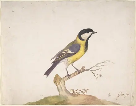A Great Titmouse (Parus major) Perched on a Branch MET DP800042 — Pieter Withoos