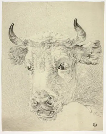 Head of Cow — Paulus Potter