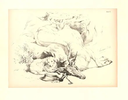 A Dead Stag and Rough Hound, Inverness-shire (BM 1866,0407.181) — After: Edwin Landseer Print made by: James Duffield Harding
