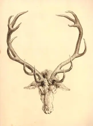 A Stag's Horns (BM 1870,0514.1639) — After: Edwin Landseer Print made by: Charles Haghe Published by: Sir F