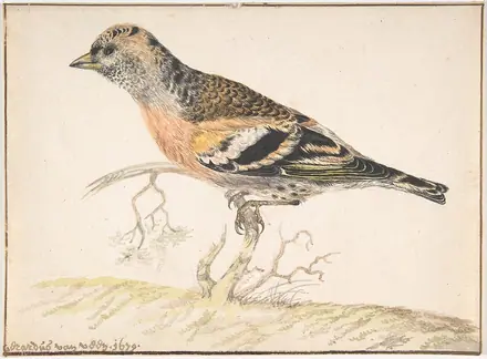 Bramling (Fringilla Montifringilla) MET DP800704 — Creator:Gerardus van Veen