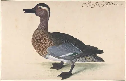 A Male Teal MET DP803420 — Johann Jakob Walter
