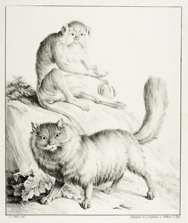 Cat and Monkey — Gottfried Engelmann