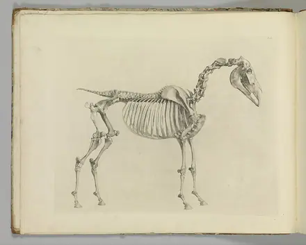 The Anatomy of the Horse, including a particular description of the bones, cartilages, muscles, fascias, ligaments, nerves, arteries, veins, and glands MET DP353983 — George Stubbs