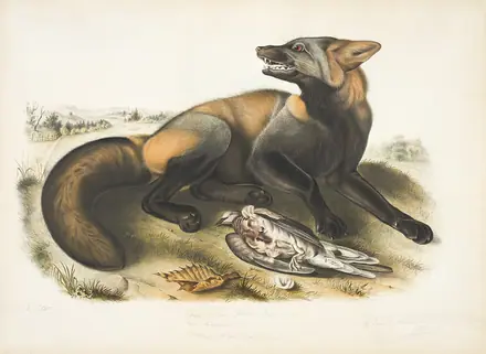 John James Audubon, "American Cross Fox" 2006 27v1 — John James Audubon