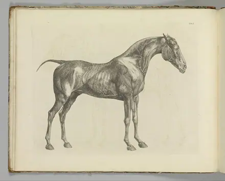The Anatomy of the Horse, including a particular description of the bones, cartilages, muscles, fascias, ligaments, nerves, arteries, veins, and glands MET DP353984 — George Stubbs