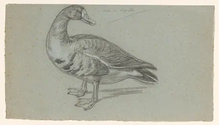 Schets van een opgezette eend, RP-T-1950-212 — Unknown artist