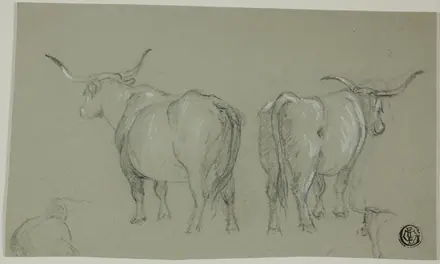 Sketches of White Cattle from the Maremma — Unknown artist