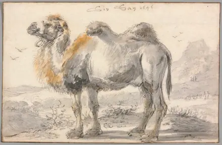 A Camel — Cornelis Saftleven