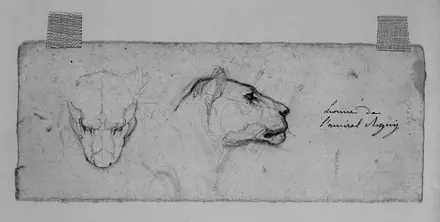 Antoine-Louis Barye - Sketches of Head of Lioness - Walters 372218