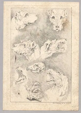 Anatomie Studie Köpfe Hund Ridinger — Johann Elias Ridinger