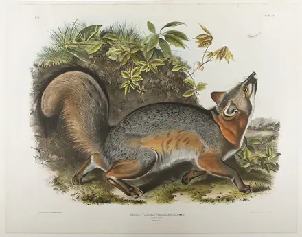"Canis (Vulpes) Virginianus, Gmel. Grey Fox." Plate XXI, No. 5 from Viviparous Quadrupeds of North America — Audubon, John James, 1785-1851