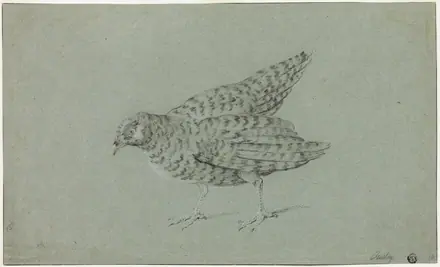 Partridge — Jean-Baptiste Oudry