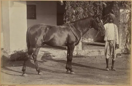 Captain Bailward's horses (recto, bottom) — Raja Deen Dayal