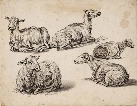 Five Studies of Recumbent Sheep by Aelbert Jacobsz. Cuyp — Aelbert Jacobsz. Cuyp