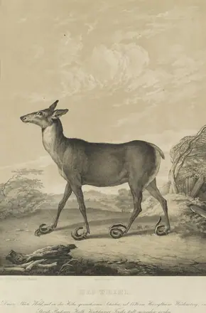 Jagd-Album nach Ridinger 09 — After Johann Elias Ridinger