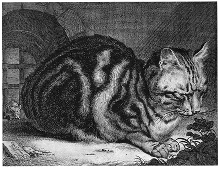 Cat Sleeping