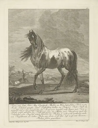 Bijzonder paard De 100 meest wonderlijke herten en andere dieren (serietitel), RP-P-1908-5672 — Martin Elias Ridinger / After August Querfurt