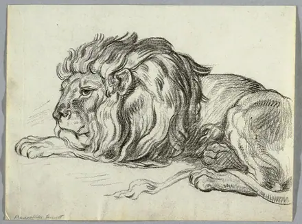 Drawing, Study of a Lion, ca. 1815 (CH 18126575) — Unknown artist