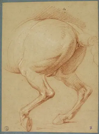 The Hind Legs of a Horse