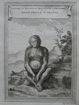 Drawing of a primate from Angola - 1740s — Jacques-Nicolas Bellin
