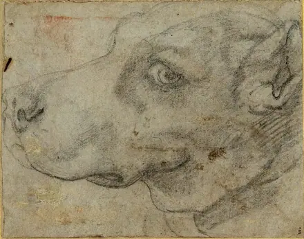 Annibale Carracci - Head of a dog in profile