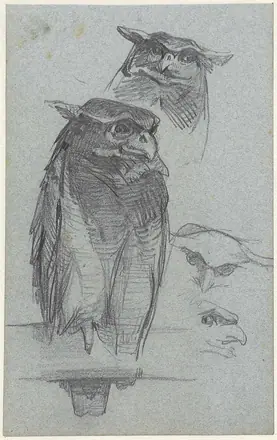 Studies van een uil — Jac van Looij