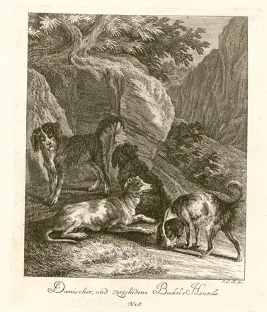 Dänischer Hund und verschiedene Pudelhunde