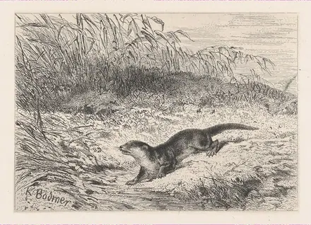 An Otter MET DP874280 — Karl Bodmer / Géruzet Frères / Victor Jacques Bertauts